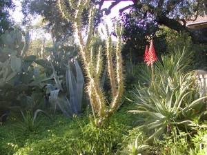 Aloe