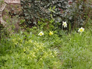 Garten_01.05.2004