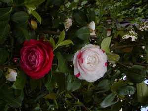 Kamelie_01.05.2004