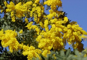 Mimose_09.02.2002