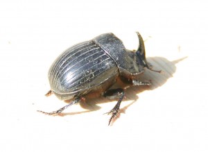 Nashornkaefer_16_03_2002