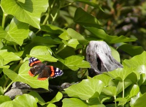 Schmetterling_01.05.2002