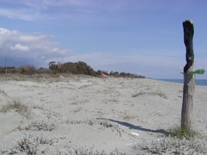 Strand_2004