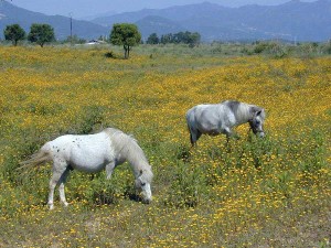 fauna_008