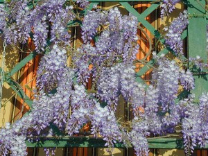 flora_001