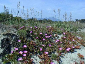 flora_002