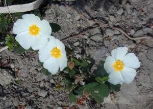 flora_009