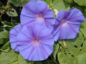 flora_010