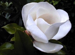 flora_013