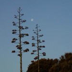 land_015